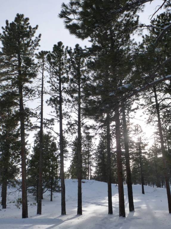 Luz do sol filtrada pela mata do Bryce Canyon National Park, em Utah, nos Estados Unidos, em meio a muita neve